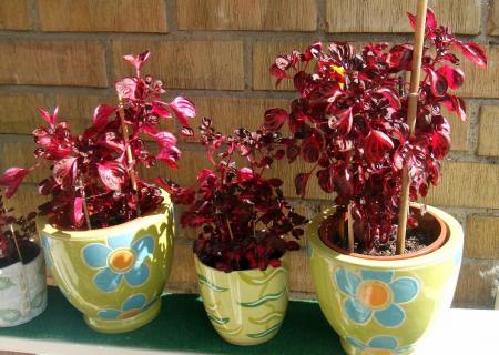 gallery_14065_4473_120594.jpg
