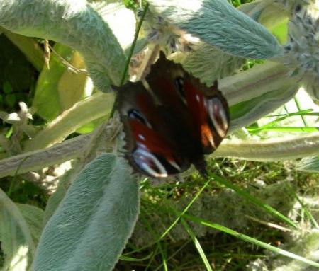 gallery_16329_3606_58584.jpg