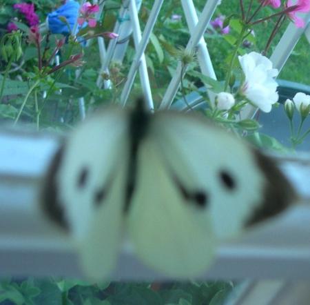 gallery_16329_3606_5977.jpg