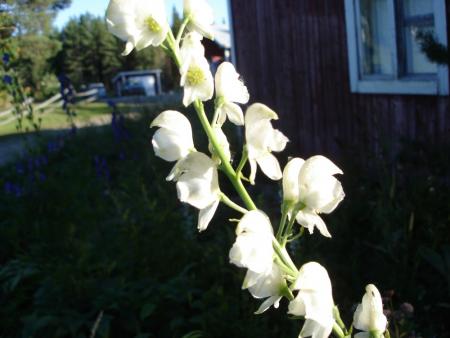gallery_559_4458_34995.jpg