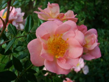 gallery_12789_2988_33507.jpg