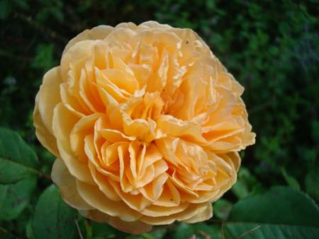 gallery_12789_2988_67485.jpg