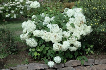 gallery_4207_2546_324810.jpg