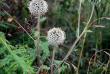 tn_gallery_33169_4478_16175.jpg