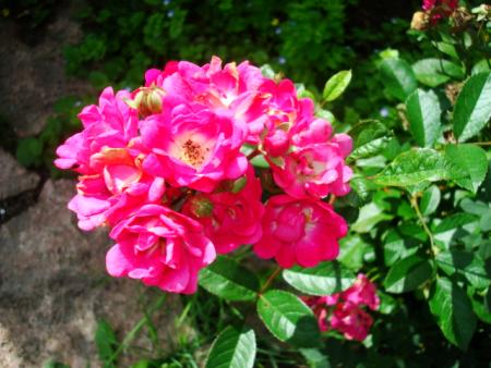gallery_12789_2988_30067.jpg