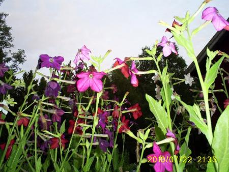 gallery_17660_4492_115818.jpg