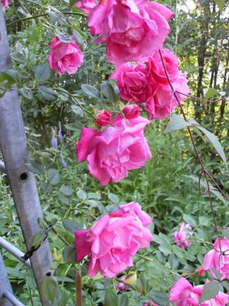 gallery_20295_3065_178066.jpg