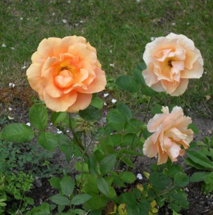 gallery_20295_3065_2800.jpg