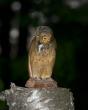 tn_gallery_32951_4485_26324.jpg