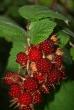 tn_gallery_33335_4491_65753.jpg
