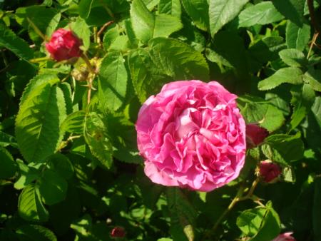 gallery_12789_2988_134338.jpg