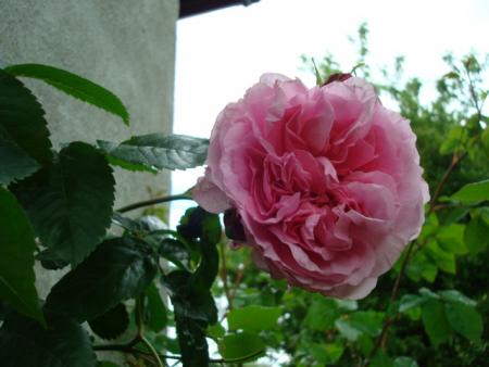 gallery_12789_2988_19859.jpg