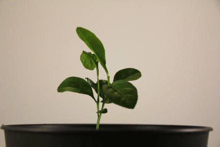 gallery_33265_4497_157236.gif