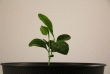 tn_gallery_33265_4497_157236.gif