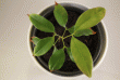 tn_gallery_33265_4497_252129.gif