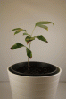 tn_gallery_33265_4497_39057.gif