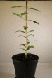 tn_gallery_33265_4497_84922.gif