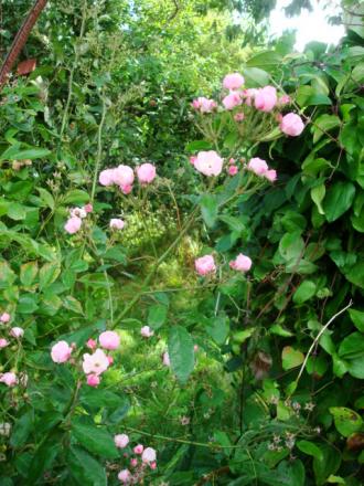 gallery_12789_4210_108648.jpg