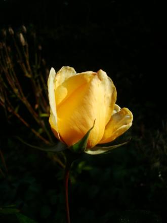 gallery_12789_4210_18644.jpg