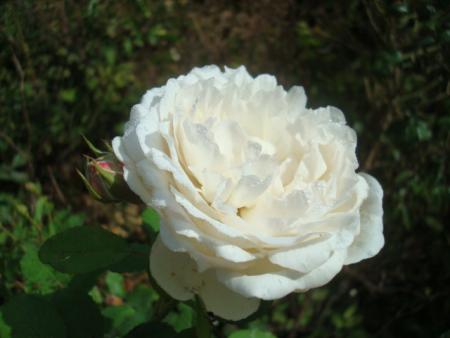 gallery_12789_4210_76366.jpg