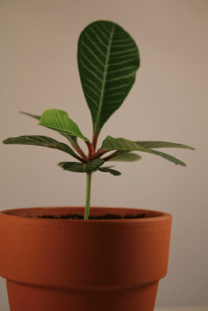 gallery_33265_4497_108586.gif