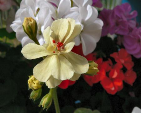 gallery_352_2076_31029.jpg