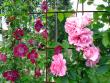 tn_gallery_276_1322_79354.jpg