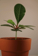 tn_gallery_33265_4497_108586.gif