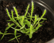 tn_gallery_33265_4497_245748.gif