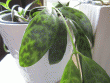 tn_gallery_33265_4499_242538.gif