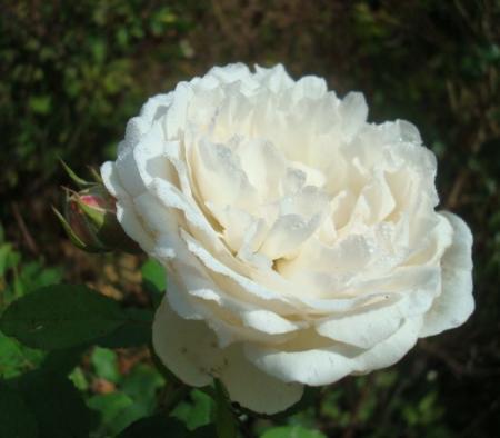 gallery_12789_4210_34261.jpg