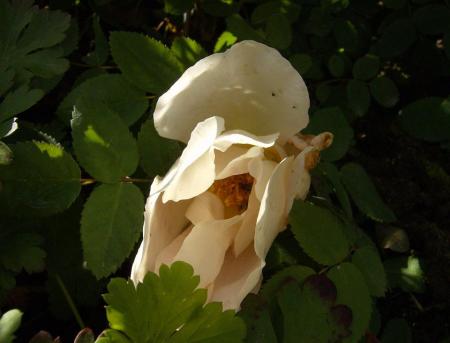 gallery_17549_4388_48000.jpg