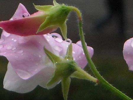 gallery_33504_4507_24780.jpg