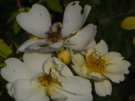 gallery_33504_4508_30061.jpg