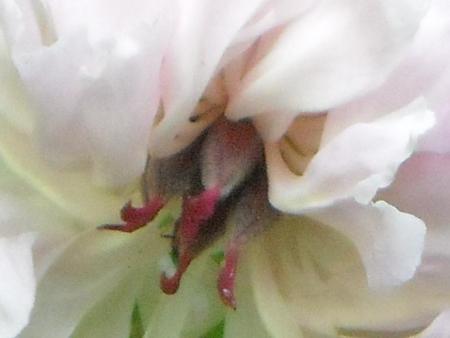 gallery_33504_4508_36751.jpg