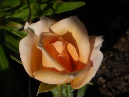 gallery_33504_4508_39278.jpg