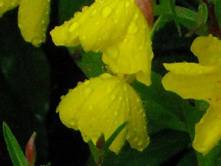 gallery_33504_4508_89419.jpg