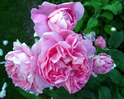 gallery_276_1247_55492.jpg
