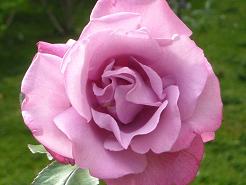 gallery_33504_4507_9578.jpg