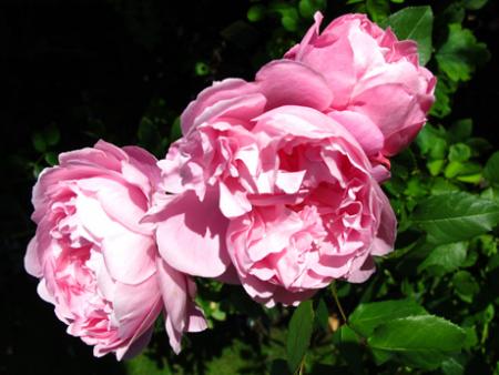 gallery_276_1247_59746.jpg