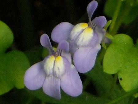 gallery_33504_4507_11275.jpg