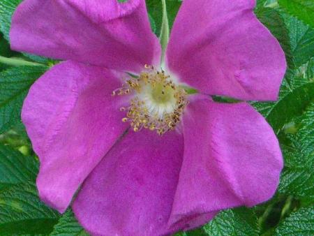 gallery_33504_4508_50646.jpg