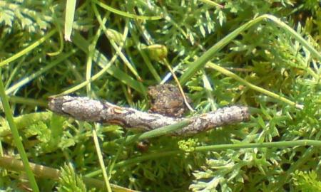 gallery_7292_4509_29449.jpg