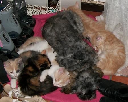 gallery_7292_4510_218955.jpg