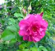 tn_gallery_276_1247_28231.jpg