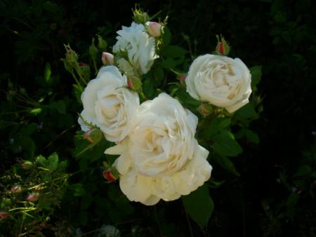 gallery_12789_2509_41766.jpg