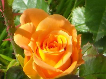 gallery_33504_4508_11842.jpg