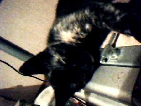 gallery_21199_4528_108393.jpg