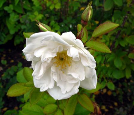 gallery_276_1645_48507.jpg