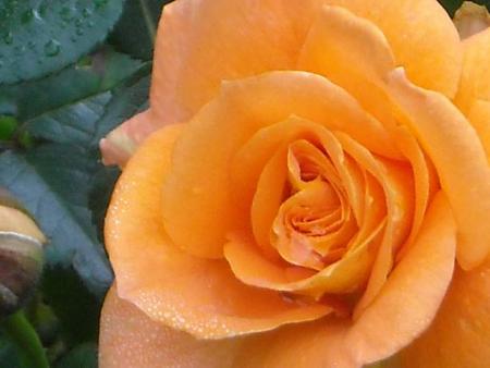gallery_33504_4508_69704.jpg